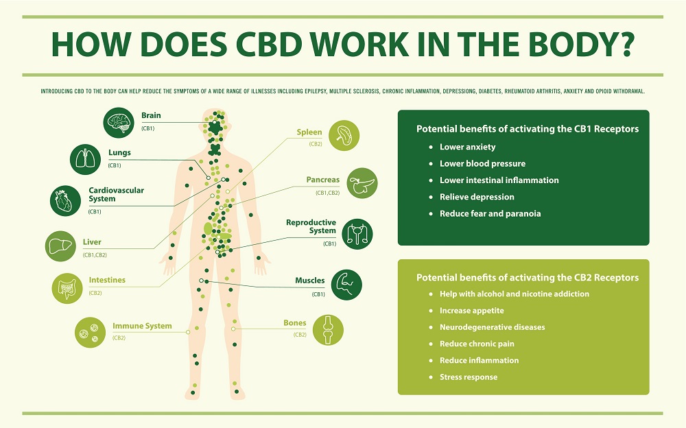 how-does-cbd-work-in-the-body.jpg