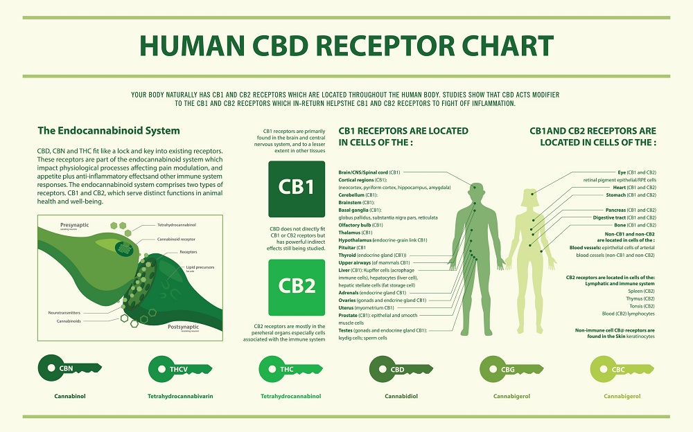 human-cbd-receptor-chart.jpg