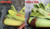 UA High quality replica Adidas Yeezy boost 350 V2 “Semi Frozen Yellow” colorway sneaker