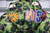 High quality replica UA Bape X Adidas ABC Camo Firebird Shark Puffer Down Jacket