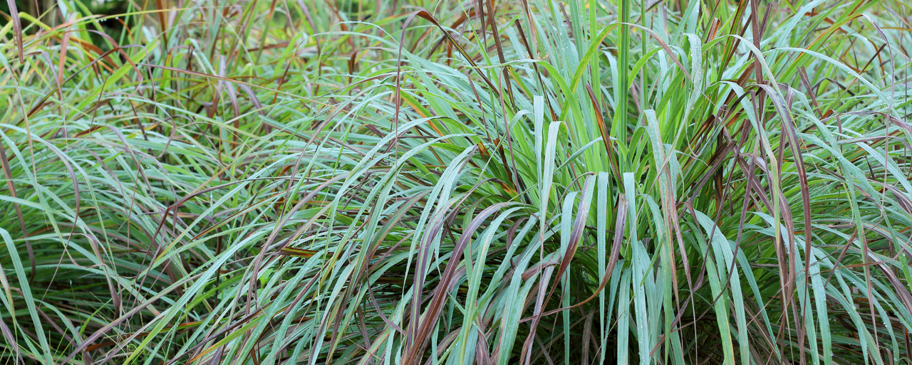 Grasses and Grasslike Plants of Utah
