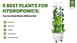 5 Best Plants for Hydroponics:  You Can Grow Plants Without Soil