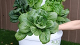 How to Grow Bok Choy with Hydroponics