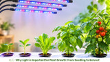 Why Light is Important for Plant Growth: From Seedling to Harvest