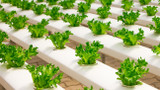 Growing Plants Without Soil: Everything You Need to Know