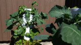 How Does an Aeroponic Tower Work? A Beginner-Friendly Guide