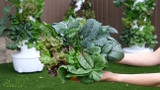 How To Grow Leafy Greens in a Vegetable Tower Garden