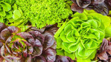 How to Grow Lettuce Indoors: Guide For Hydroponic Growing