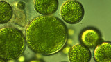 How to Reduce Algae in Hydroponic Systems: Tips & Solutions