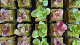 Hydroponic Seed Germination: A Beginner's Step-by-Step Guide