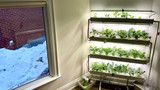 Indoor Hydroponic Systems: What You Need and What to Avoid