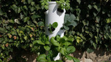 Why Grow Vegetables with Your Vertical Tower Garden?