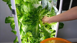 What is a Hydroponic Garden Tower - It’s Perfect for Indoor Growing What is a Hydroponic Garden Tower - It’s Perfect for Indoor Growing