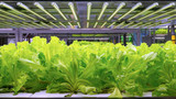Why Light is Important for Plant Growth: From Seedling to Harvest