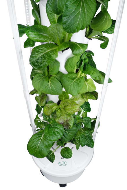 hydroponic grow tower close up with bok choy, lettuce and tatsoi cabbage