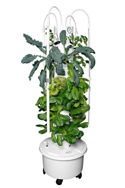 hydroponic grow tower with kale