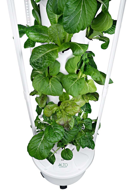 hydroponic grow tower close up with bok choy, lettuce and tatsoi cabbage