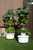 two garden towers with lettuce, kale and other greens