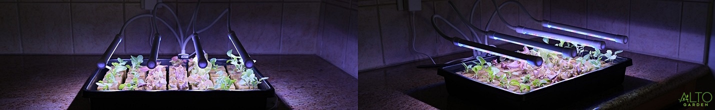 seedlings underneath a germination grow light