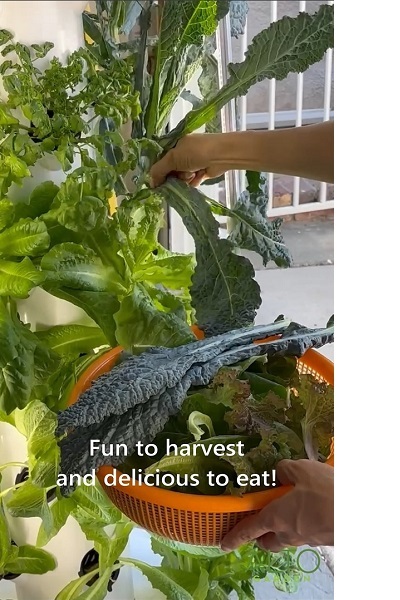 harvesting your tower garden