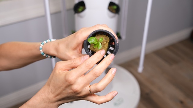 placing live seedlings into the tower garden
