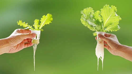 5 Best Plants for Hydroponics: You Can Grow Plants Without Soil - ALTO  Garden