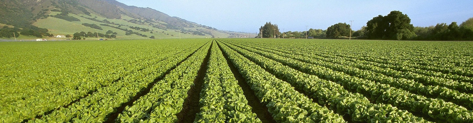 lettuce farm