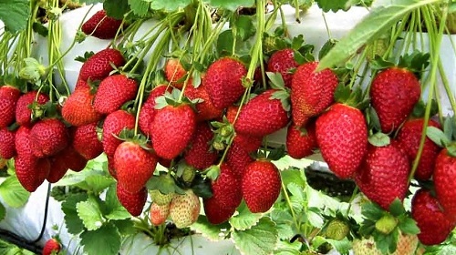 How to Grow Strawberries Indoors with Hydroponic Systems - ALTO Garden