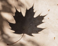 Why Do Eyelashes Fall Out? – Seasonal Lash Shedding