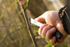 CELLFAST Gartenmesser - Okuliermesser - 4