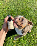 bulldog and probiotics for dog's immunity and digestion