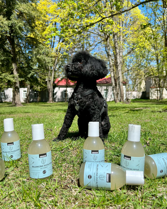 Naturalny i równoważący szampon dla psów z eukaliptusem i czarną kałużą