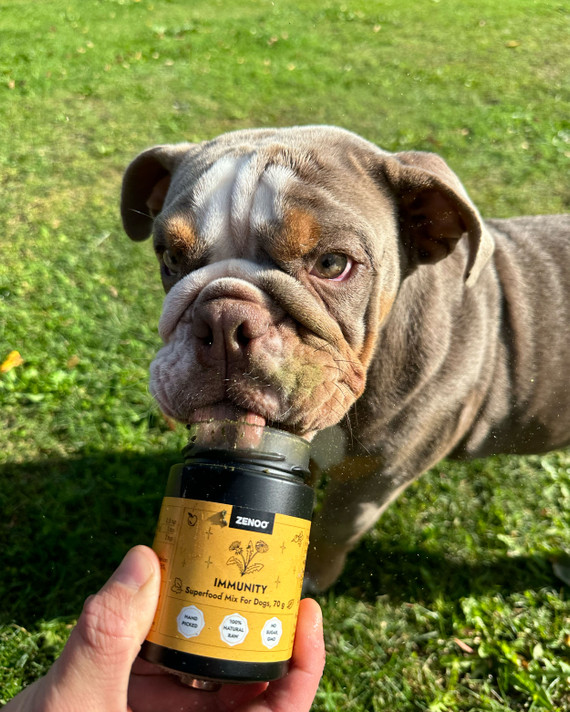 cute bulldog and natural supplement for dog's immunity