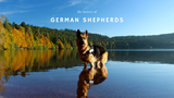 The History of German Shepherds