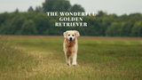The Wonderful Golden Retriever
