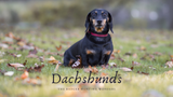 Dachshunds: The Badger Hunting Wonders