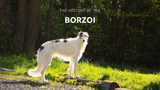 The Majestic Borzoi