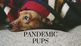 Pandemic Pups