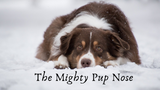 The Mighty Pup Nose