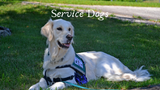 Service Dogs