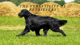 The Versatility of Retrievers