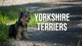 Yorkshire Terriers