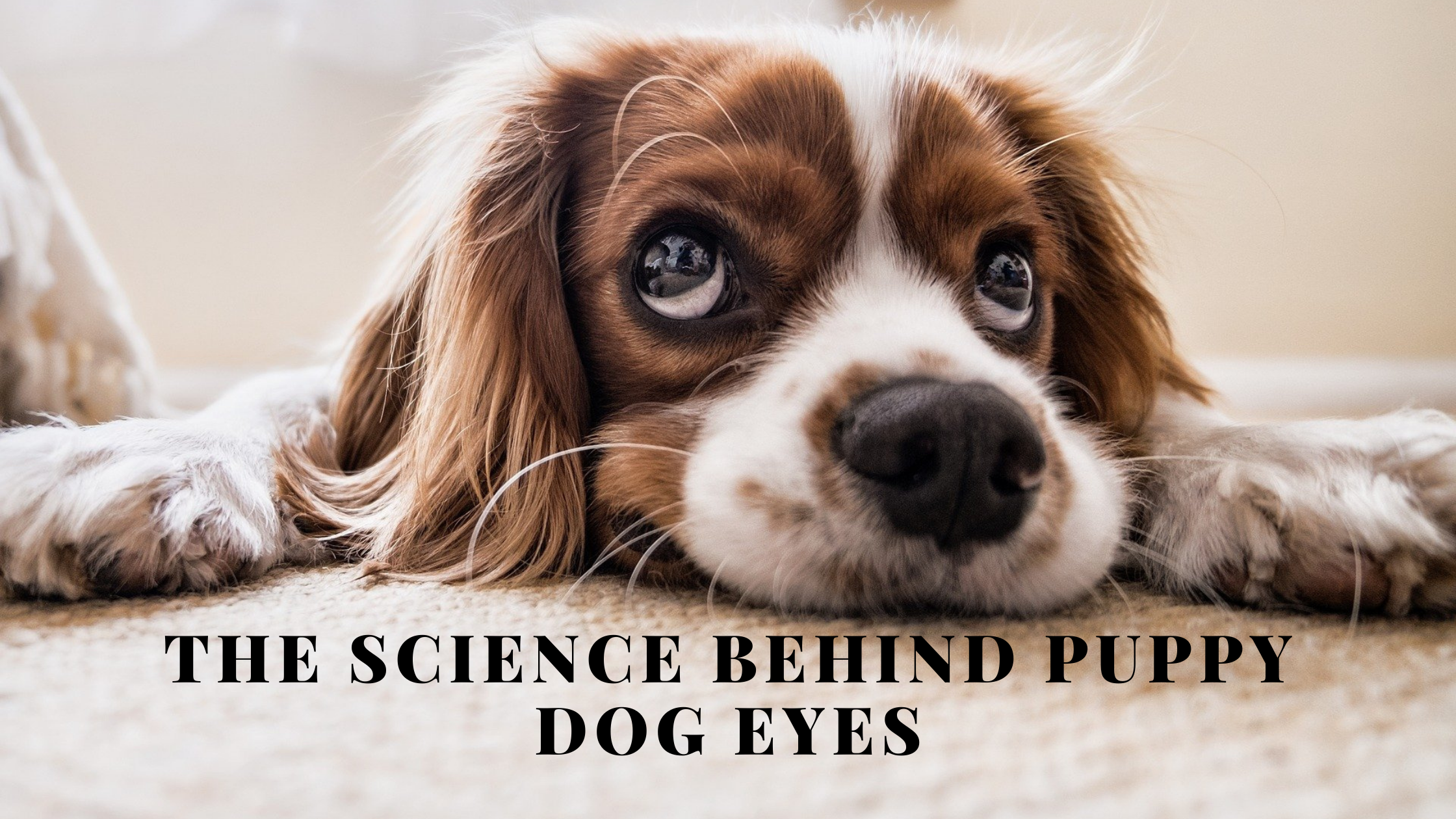 The Science Behind Puppy Dog Eyes - Silver Lucy London