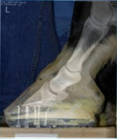 Metron-Hoof Upgrade auf Version 8 inkl. Intellect Module