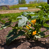 G-Series zinc replacement plates featuring an extra-wide, angled face – designed to fit G-Series garden marker wire legs. Lightweight, rustproof, and weather-resistant for clear, long-term plant labeling. Made in the USA for professional landscapers and home gardeners.