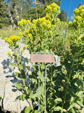 C-Series copper garden marker featuring a solid copper nameplate with a classic angled design and galvanized wire legs – perfect for labeling herbs, vegetables, and flowers. Weather-resistant and naturally patinas over time. Durable, reusable, and proudly made in the USA.