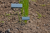 Mini E-Series aluminum garden marker with compact angled nameplate and galvanized wire legs – perfect for labeling seedlings, small herbs, or container plants. Lightweight yet durable, rustproof, and weather-resistant. Made in the USA for gardeners who need clear, long-lasting plant tags.