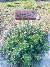 25-pack of E-Series copper replacement plates for garden markers – made from solid copper with pre-bent design to fit standard E-Series wire legs. Ideal for updating or reusing plant markers in vegetable gardens, flower beds, and herb patches. Weather-resistant and made in the USA.