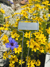 C-Series zinc garden marker with classic angled face plate and galvanized steel legs – ideal for labeling vegetables, herbs, and flowers in garden beds, pots, or raised planters. Weatherproof, rust-resistant, and reusable metal plant tag made in the USA for lasting outdoor use.
