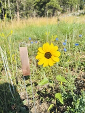A-Series copper garden marker featuring a solid copper nameplate and galvanized wire legs – ideal for labeling herbs, vegetables, and flowers with a touch of elegance. Naturally weather-resistant and patinas beautifully over time. Durable, reusable, and proudly made in the USA.
